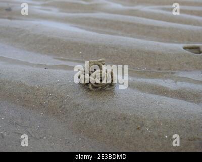 Deposito escreto lasciato da un verme sulla spiaggia in Paesi Bassi Foto Stock