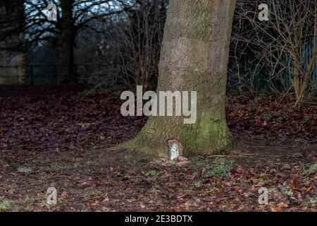 Northampton, Regno Unito, 18 gennaio 2021. Una porta Fantasy alla base di un grande albero in Abington Park, creatore sconosciuto. Credit: Keith J Smith./Alamy Live News Foto Stock