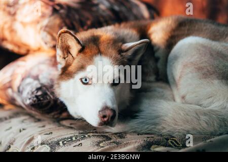 Il cane è marrone e razza Husky dall'occhio blu. Il cane si arricchiò in una palla. Foto Stock