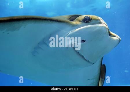 Primo piano su bella stingray nell'oceano blu. Sorridente Stingray nuota sotto l'acqua blu Foto Stock