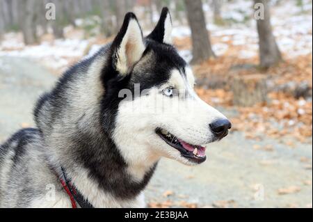 Ritratto di giovane Husky siberiano che guarda via Foto Stock