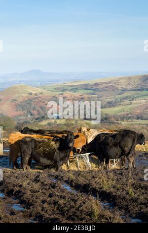 Mucche che mangiare in un campo in inverno, terreni agricoli in Shropshire Hills, Shropshire, Regno Unito Foto Stock