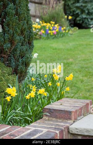 Fiori primaverili in un giardino inglese con narcisi gialli e prato, Regno Unito Foto Stock