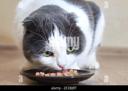 Simpatico gatto divertente mangia cibo umido dal suo piatto, prendersi cura di animali domestici. Foto Stock