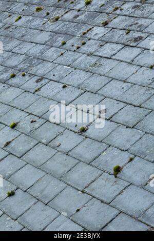 Tegole di ardesia, closeup di un tetto di tegole con muschio e lichene, Regno Unito Foto Stock