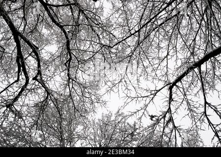 Neve, alberi, Kannenfeld Park, Basilea, Svizzera Foto Stock