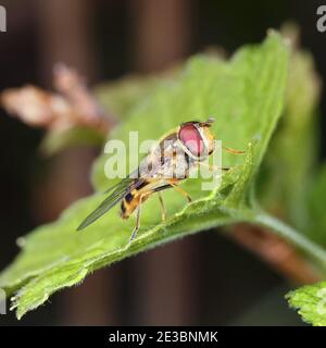 Un hoverfly su una foglia verde nel profilo. Scatto macro. Foto Stock