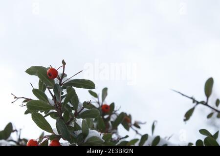 Bacche rosse di rowan isolate su sfondo bianco con spazio per il testo. Foto Stock