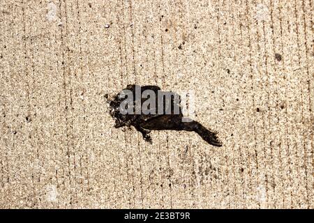 Toad è schiacciato improvvisamente su strada dalla ruota della vostra auto. L'immagine sembra sgradevole, ma l'avete fatto! - ogni giorno le automobili distruggono miliardi di animali Foto Stock