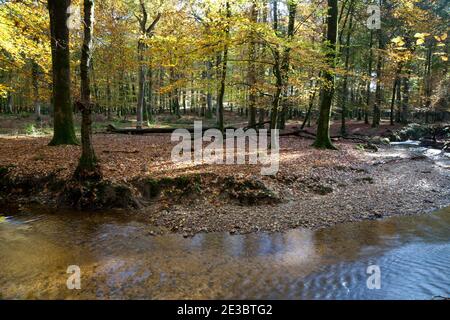 Autunno a Latchmore Brook, vicino a Fritham nella New Forest. Foto Stock