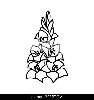 Gladiolus floreale disegnato a mano. Logo del segno di illustrazione del disegno vettoriale. Illustrazione Vettoriale