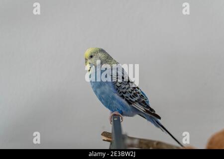 Coppia di amici in blu sulla gabbia Foto Stock