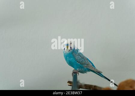 budgie blu maschio solo sul ramo Foto Stock