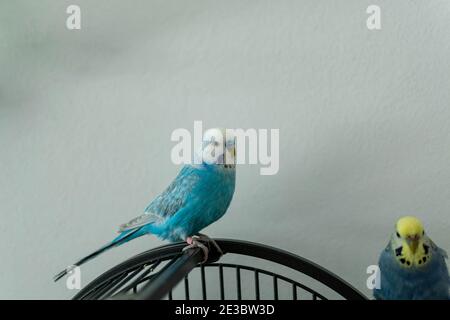 budgie blu maschio solo sul ramo Foto Stock