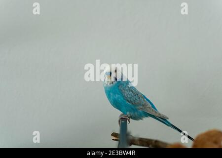 budgie blu maschio solo sul ramo Foto Stock