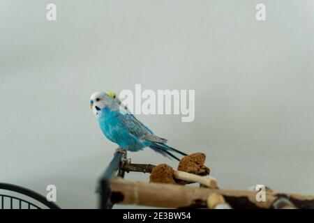 budgie blu maschio solo sul ramo Foto Stock
