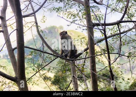 Scimmia in carina treecape sullo sfondo delle montagne arcobaleno. Fauna endemica dello Sri Lanka. Macaque dal fronte pallido (Macaca sinica aurifrons) Foto Stock