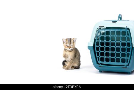 il piccolo gattino inglese chinchilla con zintino sull'oro si siede uno sfondo bianco e una grande gabbia di plastica per gatti e cani su bianco ba Foto Stock