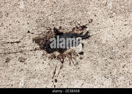 Toad è schiacciato improvvisamente su strada dalla ruota della vostra auto. L'immagine sembra sgradevole, ma l'avete fatto! - ogni giorno le automobili distruggono miliardi di animali Foto Stock