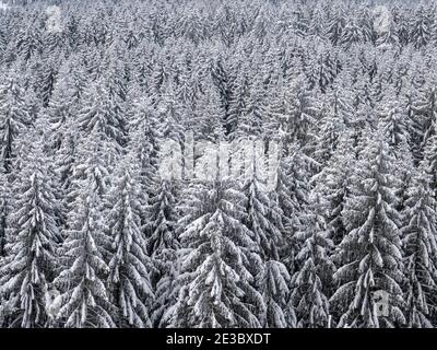 Foresta con abeti innevati a Vogtland Foto Stock