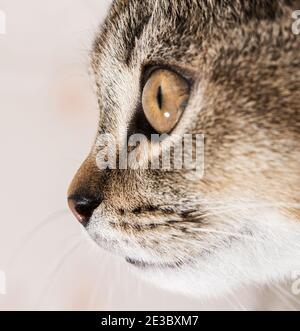 punta di naso giovane gatto purebred chinchilla inglese, primo piano Foto Stock