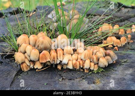 Coprinellus micaceus, detto anche Coprinus micaceus, comunemente noto come Glistering Inkcap, fungo selvatico della Finlandia Foto Stock