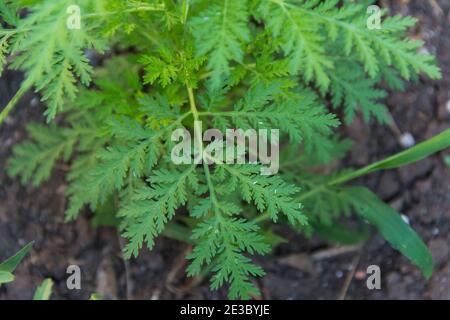 foglie e rami di annua di mugwart o di wormwood dolce che Cresce selvaggia nelle montagne argentine Foto Stock