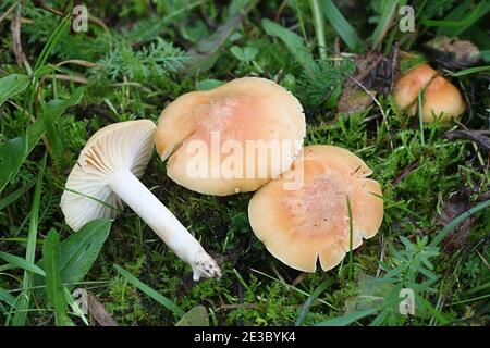 Cuphophyllus pratensis, noto come prato waxcap, prato tappo ceroso, salmone tappo ceroso o burro meadowcap di funghi selvatici dalla Finlandia Foto Stock