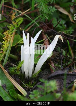 Clavaria fragilis, chiamato anche Clavaria vermicularis, comunemente noto come dita fata, corallo verme bianco, o mandrini bianchi, fungo selvatico dalla Finlandia Foto Stock