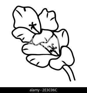 Gladiolus Flower floreale disegnato a mano. Logo del segno di illustrazione del disegno vettoriale. Illustrazione Vettoriale