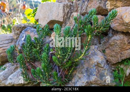 Petrosedum sediforme, stabilimento pale Stonecrop Foto Stock
