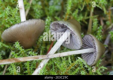 Psilocybe semilanceata, comunemente noto come campana liberty o fungo magico, fungo allucinogeno dalla Finlandia Foto Stock