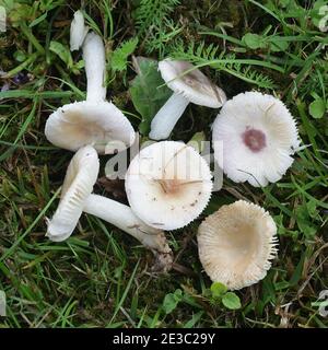 Russula betularum, comunemente noto come il brittlegill di betulla, funghi selvatici dalla Finlandia Foto Stock