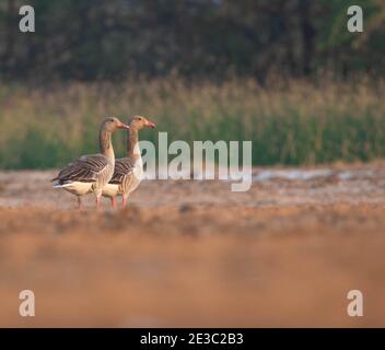 Un paio di Greylag Goose o Anser anser (maschio e femmina) appollaiato nel loro habitat naturale o prateria con una bella sfocatura dello sfondo Foto Stock