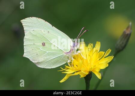 Comune Brimstone, Gonepteryx rhamni, che si nutrono di alghe Foto Stock