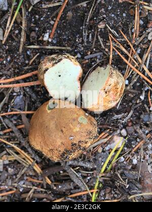 Rhizopogon roseolus, conosciuto come arrossamento del tartufo falso, fungo selvatico dalla Finlandia Foto Stock