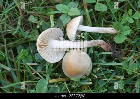 Cuphophyllus pratensis, noto come prato waxcap, prato tappo ceroso, salmone tappo ceroso o burro meadowcap di funghi selvatici dalla Finlandia Foto Stock