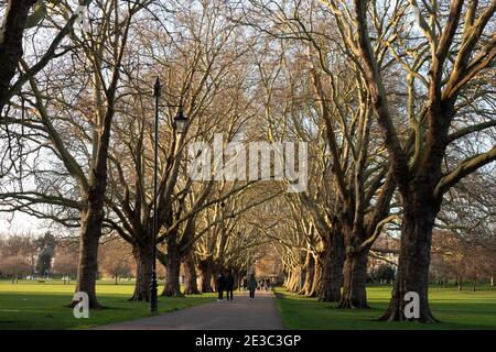 Albero fiancheggiato a Jesus Green, Cambridge in inverno Foto Stock