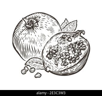 Melograno. Alimentazione organica cibo sano. Schizzo vintage inciso a mano Illustrazione Vettoriale