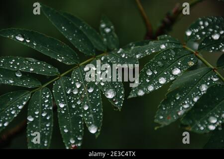 Gocce di rugiada sulle foglie verdi. Gocce di pioggia su foglie larghe in foresta scura Foto Stock