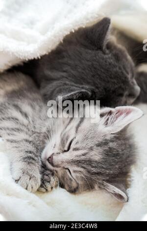Due graziosi gattini tabbiani che dormono su una morbida coperta bianca a forma di yin yang. I gatti riposano sul letto. Gattini bianchi e neri amore felino e amicizia Foto Stock