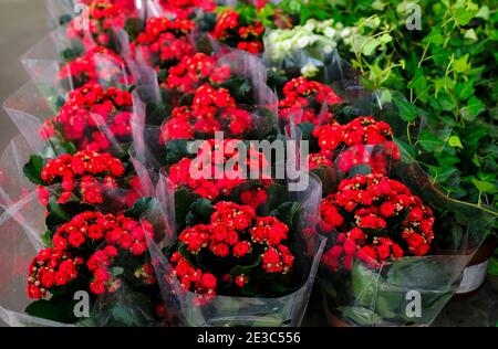 Fila di corallo in vaso rosso kalanchoe fioritura feldiana pianta per salein il negozio di giardino. Foto Stock