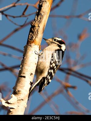 Woodpecker appollaiato con piumaggio di piume di colore bianco e nero, nel suo ambiente e habitat nella foresta con uno sfondo sfocato. Immagine. Foto Stock