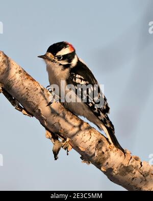 Woodpecker appollaiato con piumaggio di piume di colore bianco e nero, nel suo ambiente e habitat nella foresta con uno sfondo sfocato. Immagine. Foto Stock