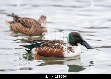 Coppia di anatre Northern Shoveler, maschio e femmina. Il maschio è in transizione da eclissi (non riproduttore) piumaggio a riproduzione piumaggio. Spatola clipeata Foto Stock