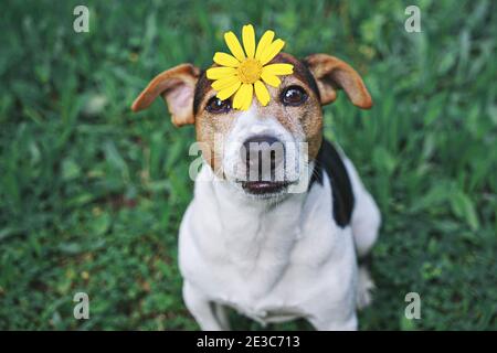 Adorabile cane Funny Jack Russell TerrierDog seduta in erba verde con fiori gialli margherita sulla testa. Concetto di cambiamento di stagione. Vista ad angolo alto Foto Stock