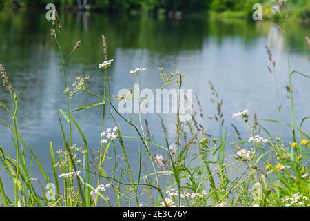 Erba verde sulla riva del lago il giorno d'estate. Sfondo della riva del fiume Foto Stock