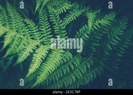 Spessi di felce. Foglia verde coperta nella foresta pluviale. Texture naturale scenografica di foglie di felce. Foto Stock