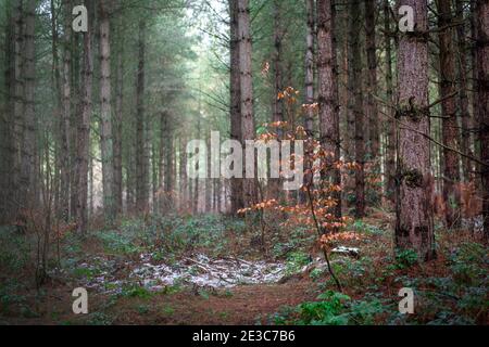 Lone albero autunnale in una scena boschiva del regno unito. Blidworth Woods, Nottingham, Inghilterra, Regno Unito Foto Stock