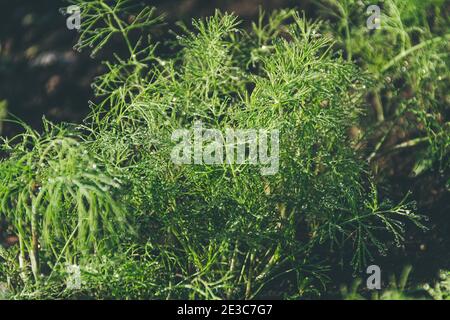 Foglie di aneto verde in giardino contadino. Piante di aneto giovane crescono in terra aperta. Foto Stock